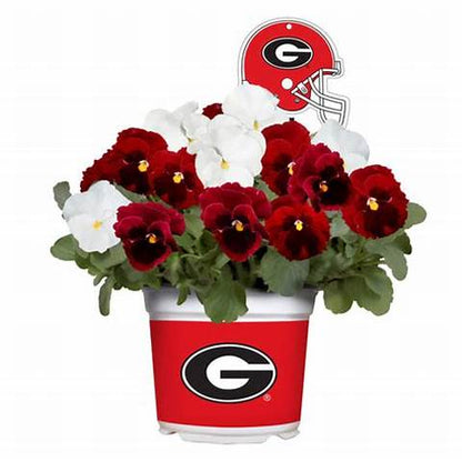 UGA CenterPiece Sticks